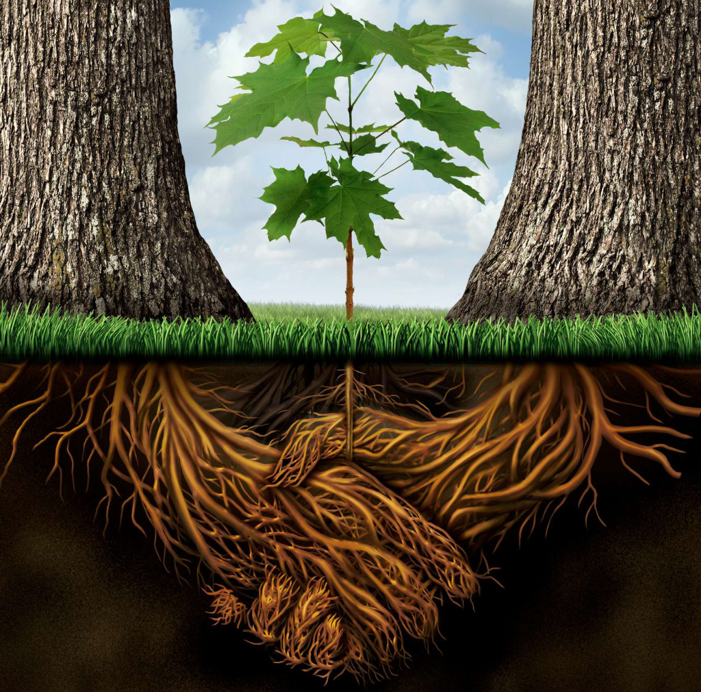 photo cabinet Racines