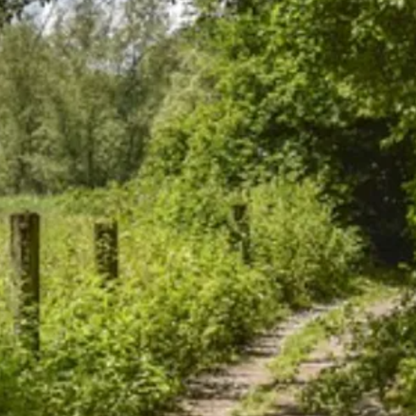 Evelyne MOTTON-ROELS