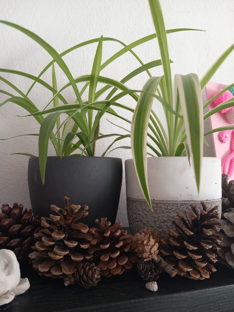 photo portrait Aurélie Teffahi