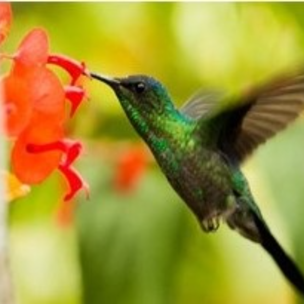 PATRICIA Balard Sophrologue