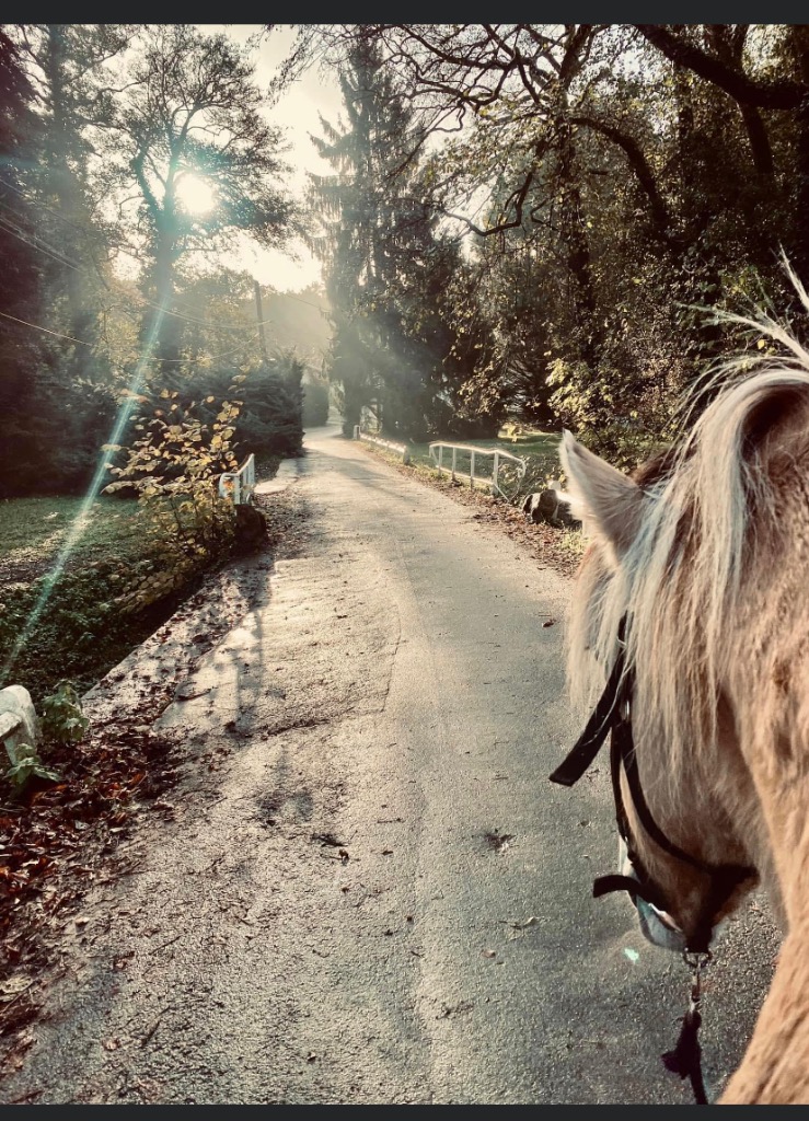 photo cabinet Equivia Equithérapie