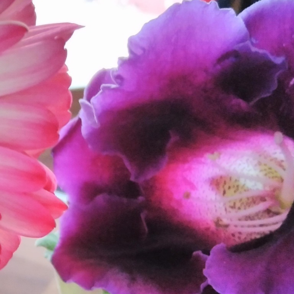 Michèle sophrologue 