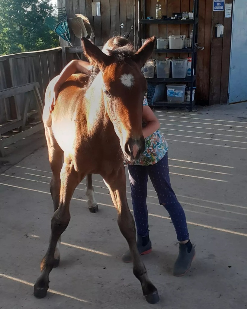 photo portrait Poney club de st pantaly d’excideuil