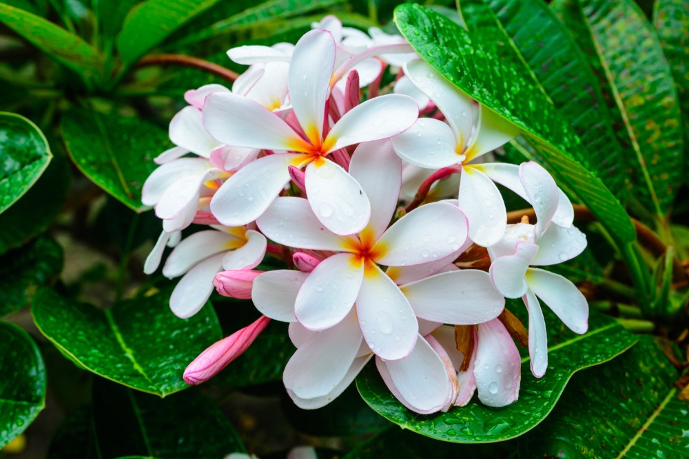 photo cabinet Marie Nausriz