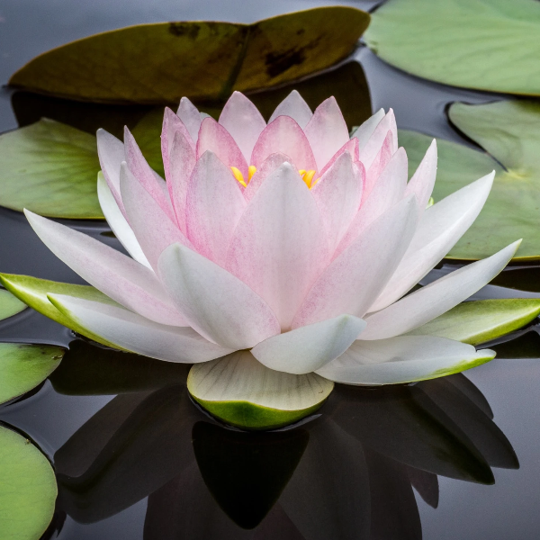 Serendipia [Hassiba Boubenia]