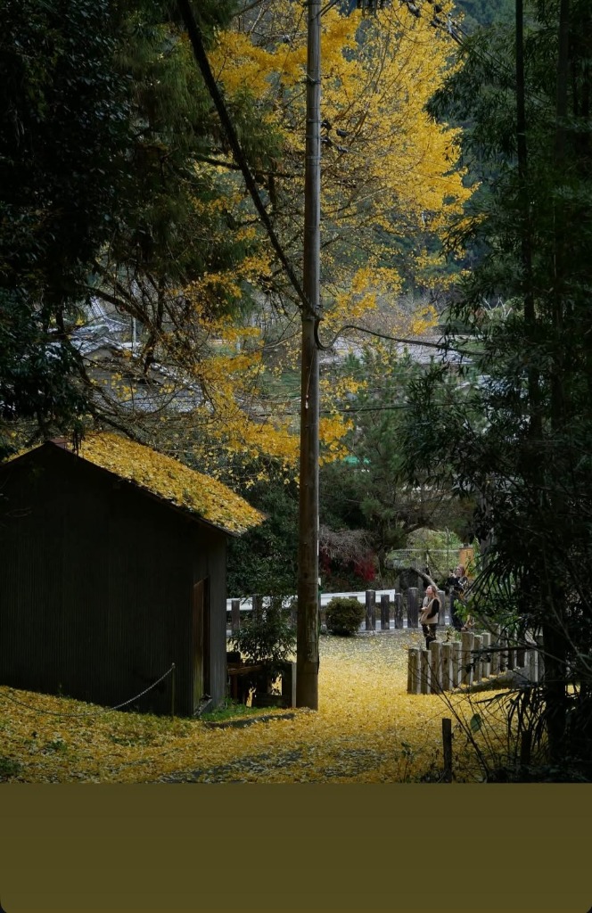 photo portrait La vie du séquoia