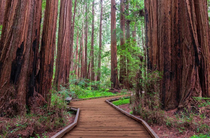 photo seance La vie du séquoia