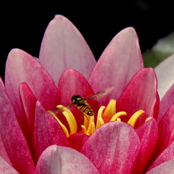 Amélie Yoga & Naturopathie