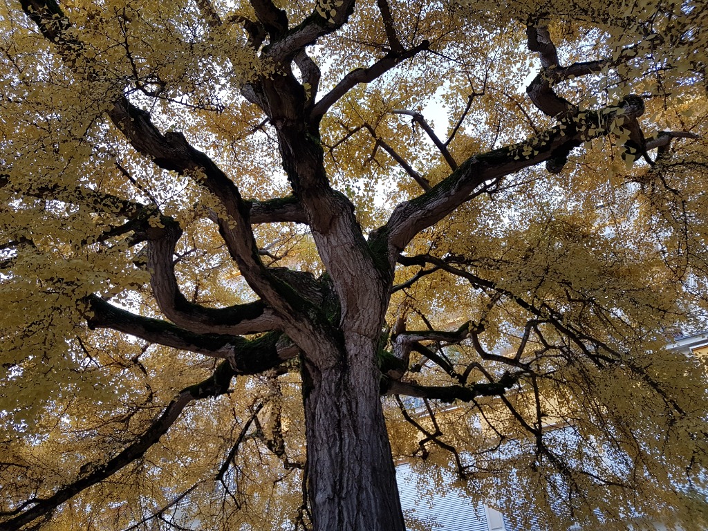 photo portrait Nathalie PHILIPPE