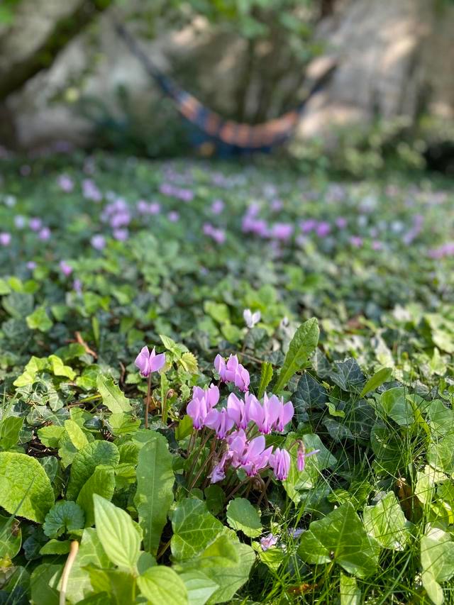 photo activite Cybèle Desarnauts