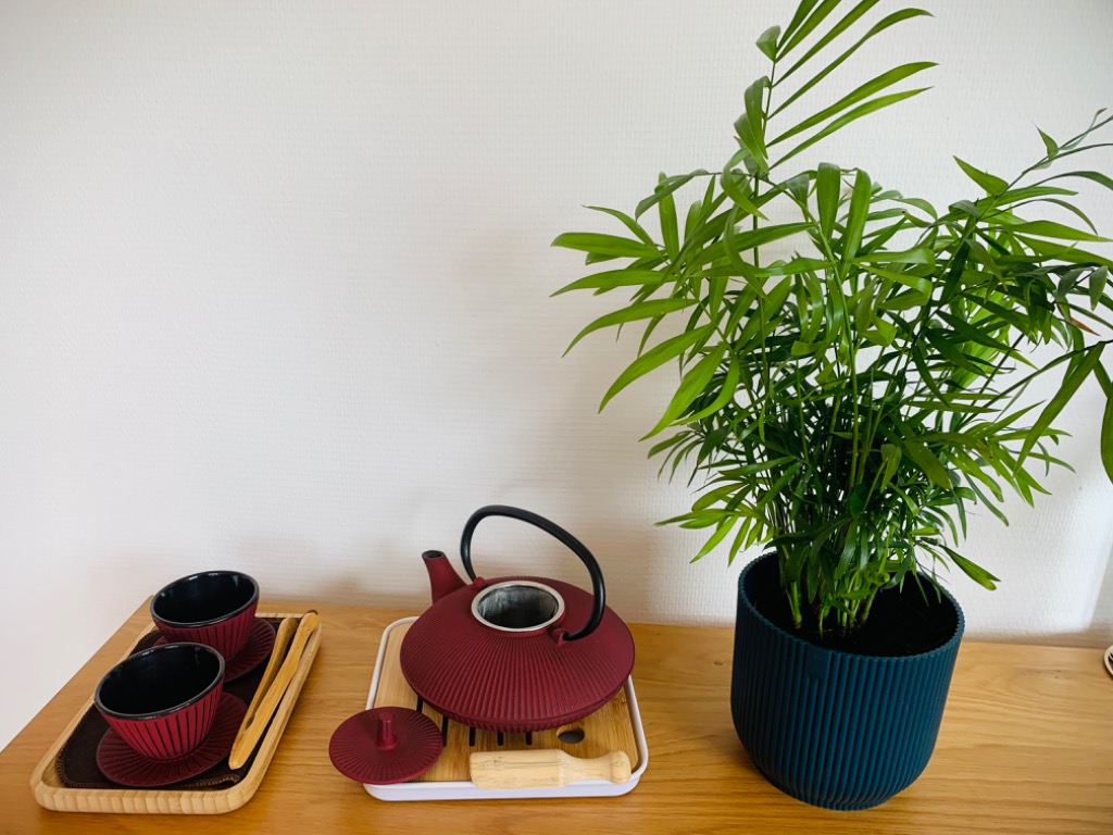 photo activite Dauphin Cristèle 