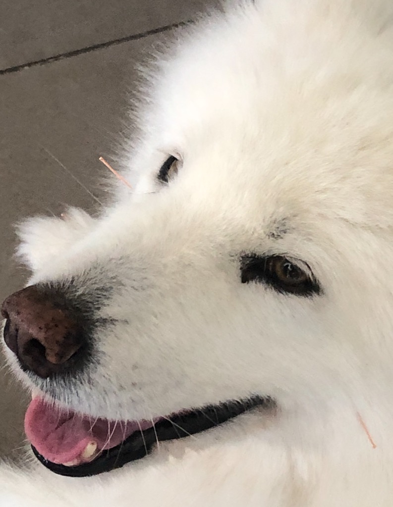 photo activite LAURE RENEL Alternative-Methode