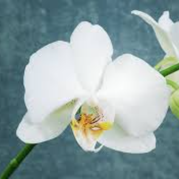 Anne béatrice ben aoun