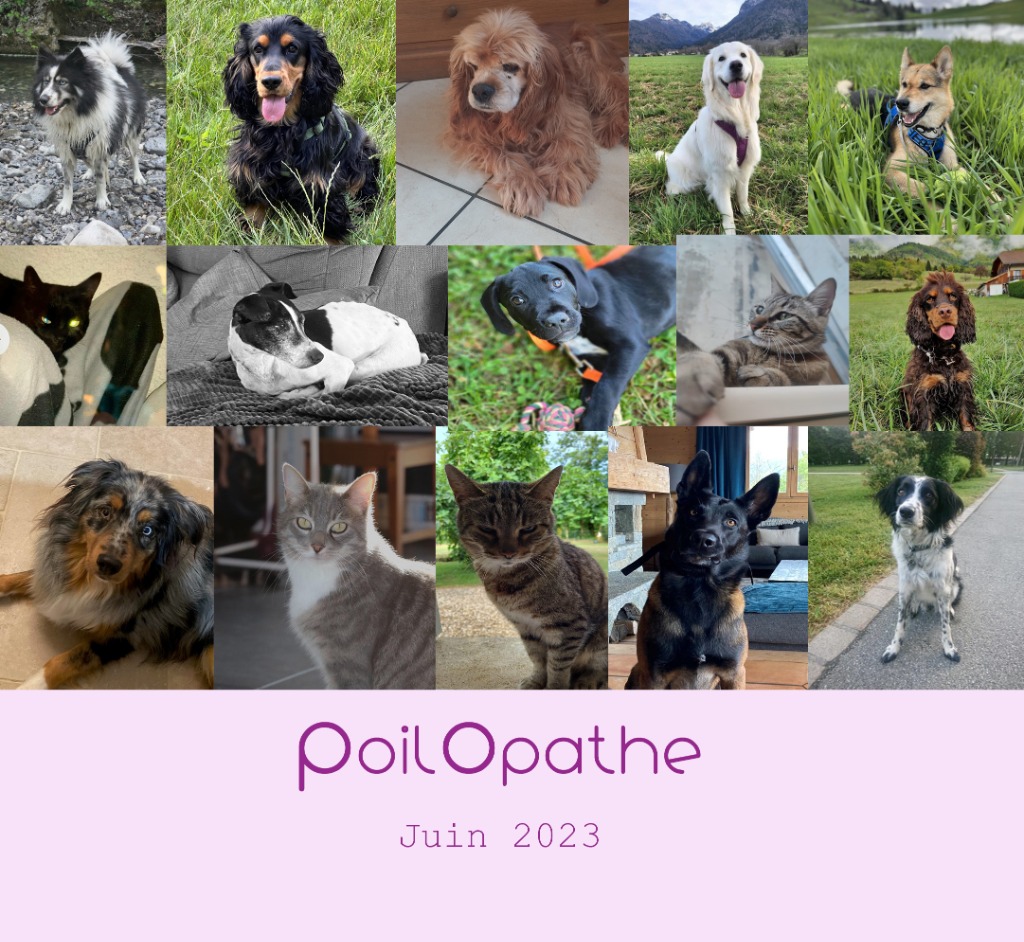 photo seance PoilOpathe