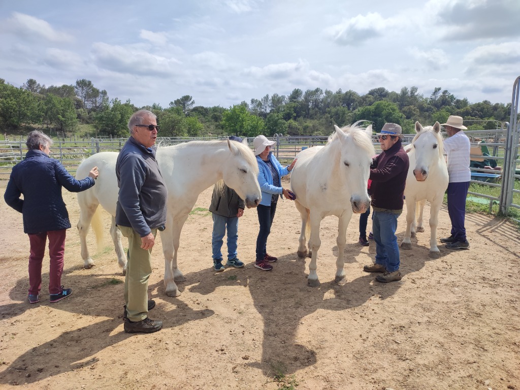 photo activite Happy Liens - Médiation Equine