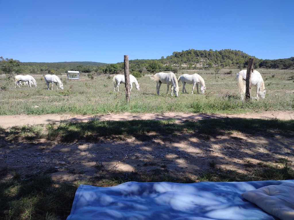 photo cabinet Happy Liens - Médiation Equine