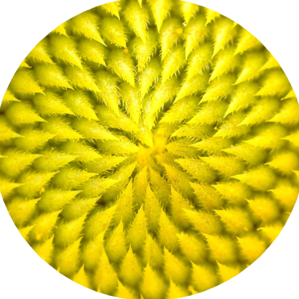 Jean-Damien BESSON - Shiatsu