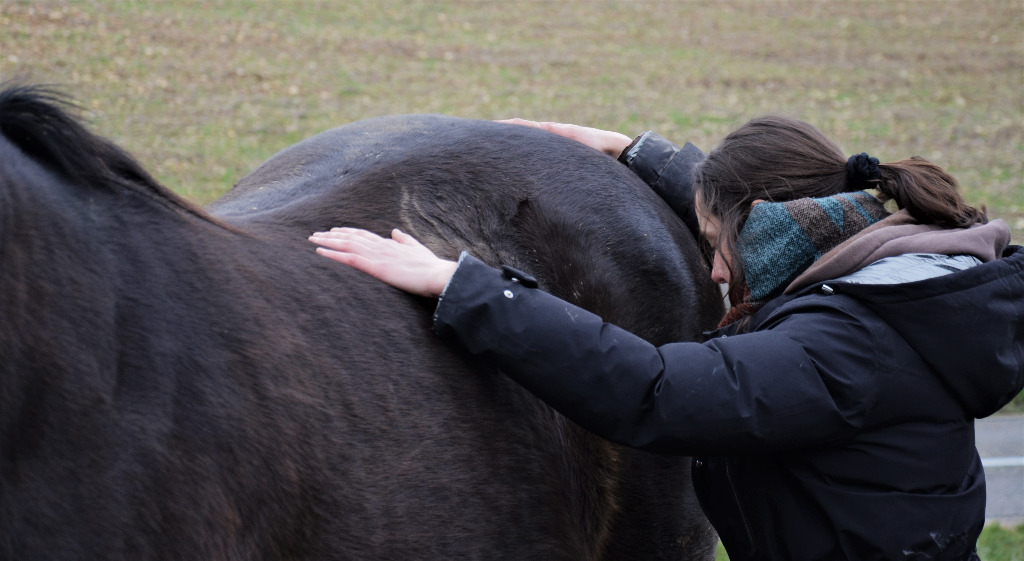 photo activite Lisa Debock - Shiatsu Equin et Canin