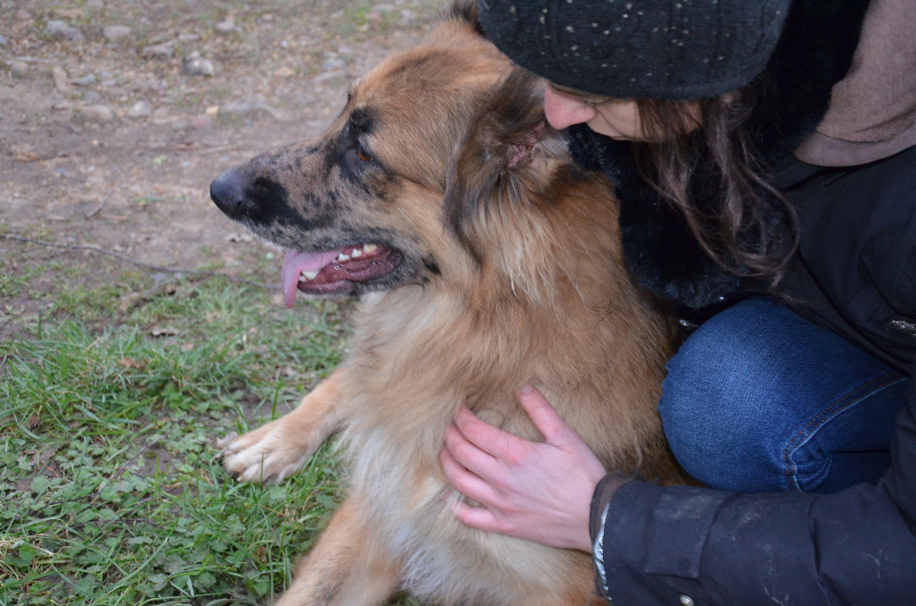 photo seance Lisa Debock - Shiatsu Equin et Canin