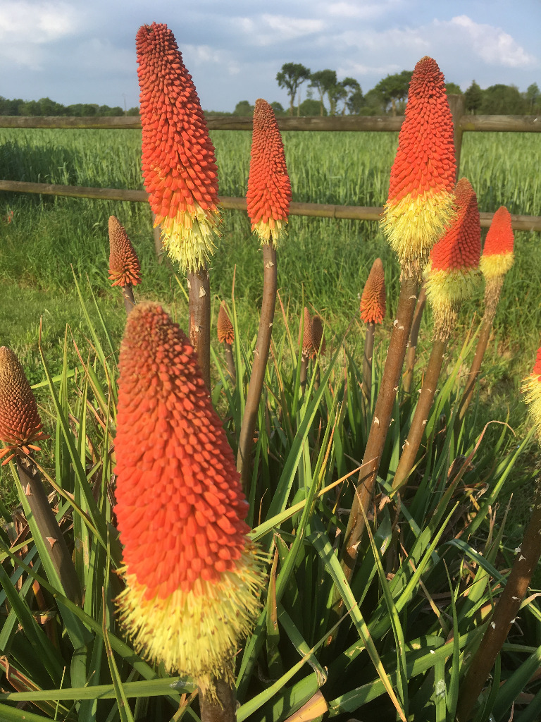 photo portrait FLORCZAK Cédric