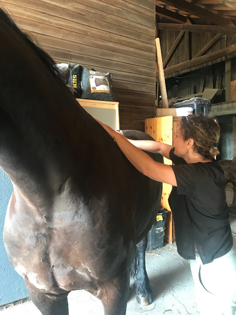 photo activite ANAHATA SHIATSU NATUROPATHIE EQUIN CANIN FELIN