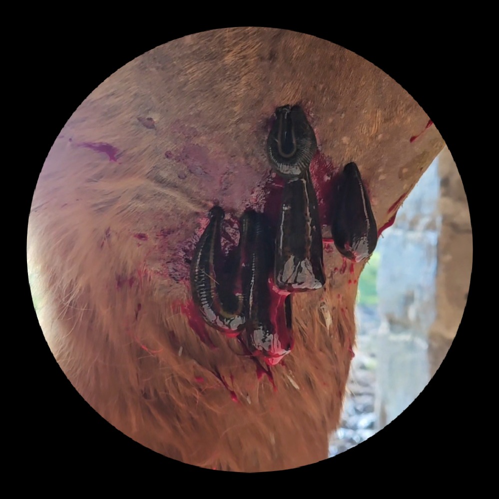 photo diplome Laurie Soufflet