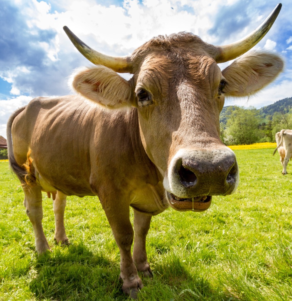 photo activite Communication Animale Cathy V