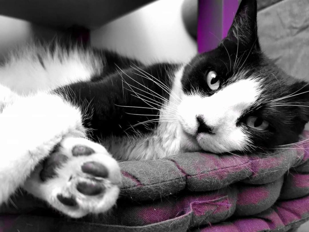 photo portrait Communication Animale Cathy V