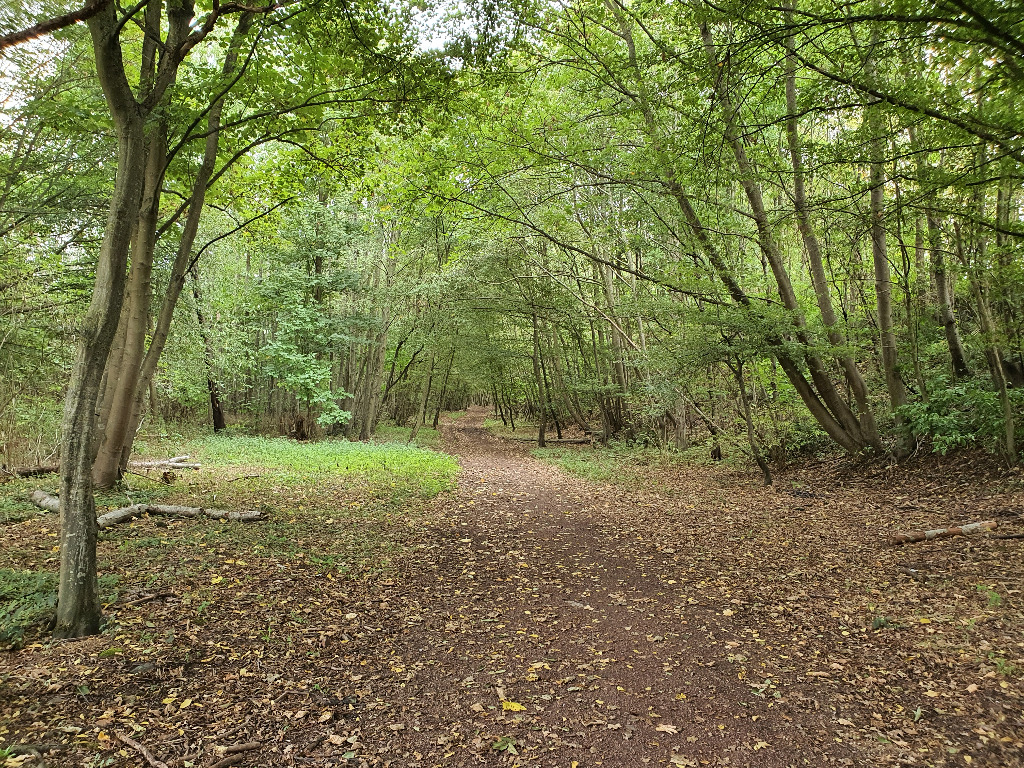 photo cabinet Jacques Turpin (Spagyrusz)