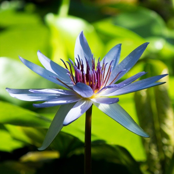 Véronique MOREAU Naturopathe certifiée AFNAT