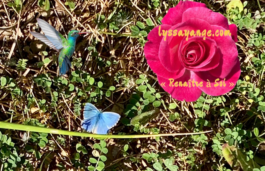 photo cabinet Lyssayange.com