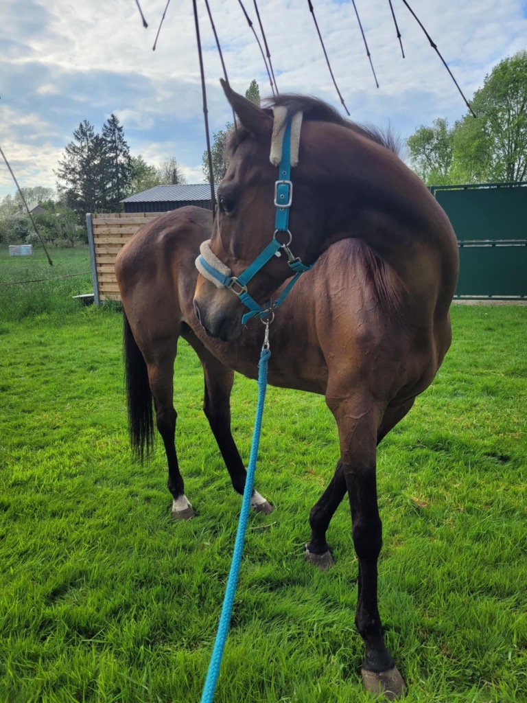 photo diplome REIKI-BELLIGH - Isabelle HULIN