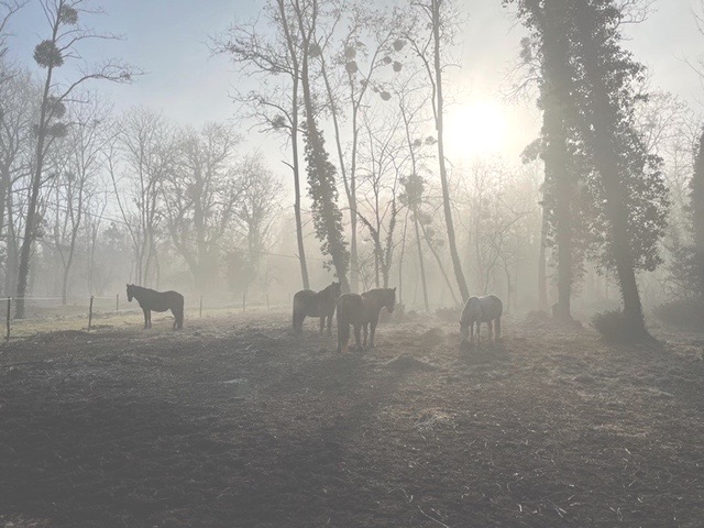 photo cabinet Céline Gruillot Equithérapie