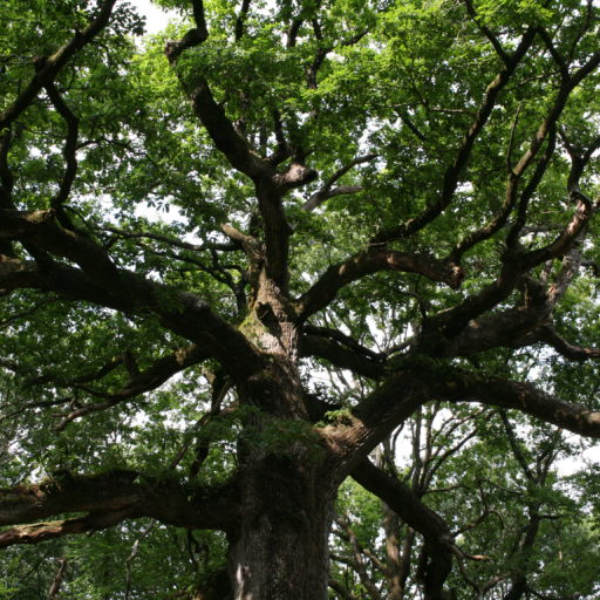 Séverine Loisel Loisel