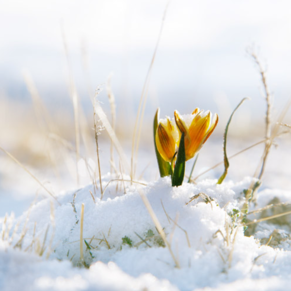 Nathalie DESTRE Sophrologue Certifiée RNCP