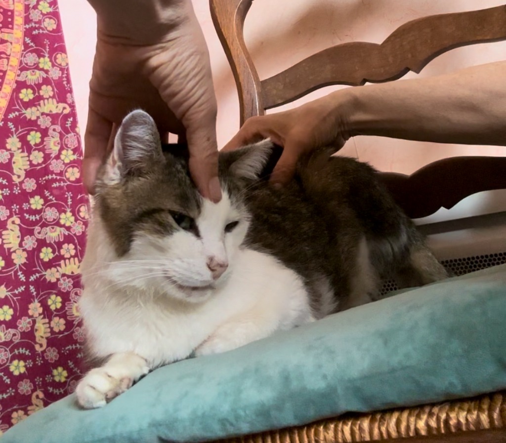 photo activite Shiatsu équin - Dr Marylise POMPIGNAC