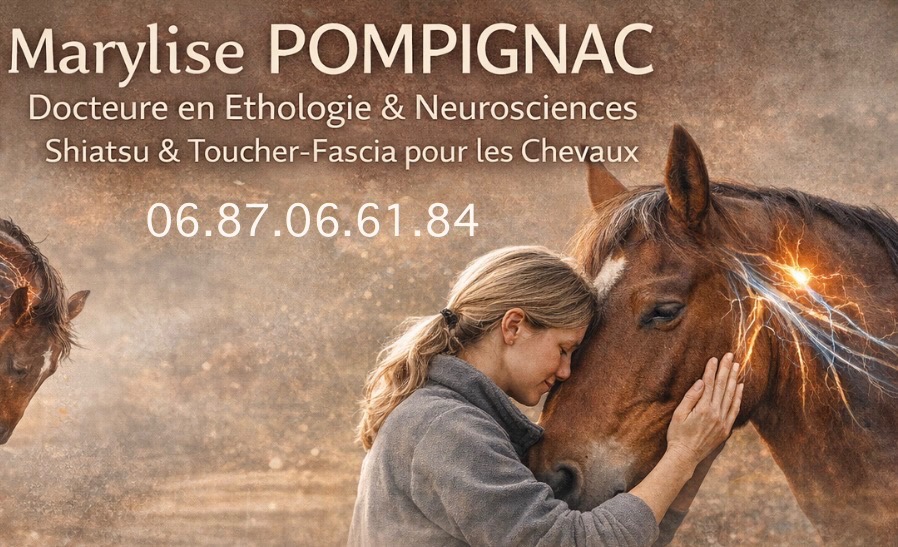 photo cabinet Shiatsu équin - Dr Marylise POMPIGNAC (PhD)