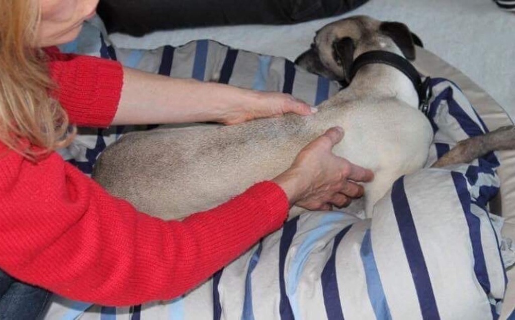 photo diplome Shiatsu équin - Dr Marylise POMPIGNAC