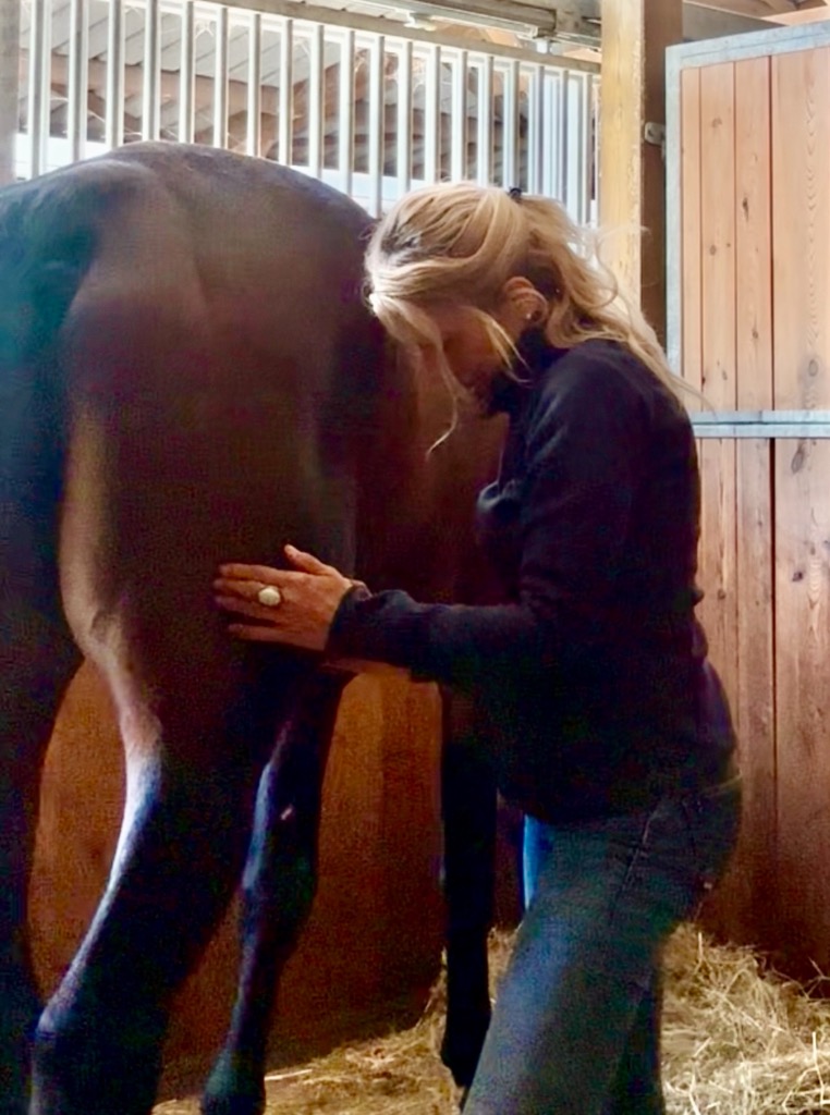 photo portrait Shiatsu équin - Dr Marylise POMPIGNAC (PhD)