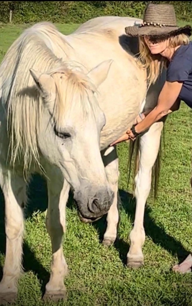 photo seance Acupressure & Massage animalier chat chien cheval