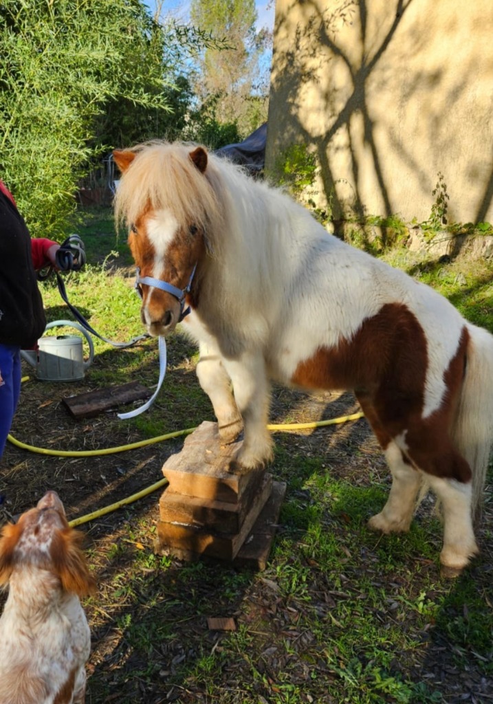 photo activite Les Doux Ani-Maux 