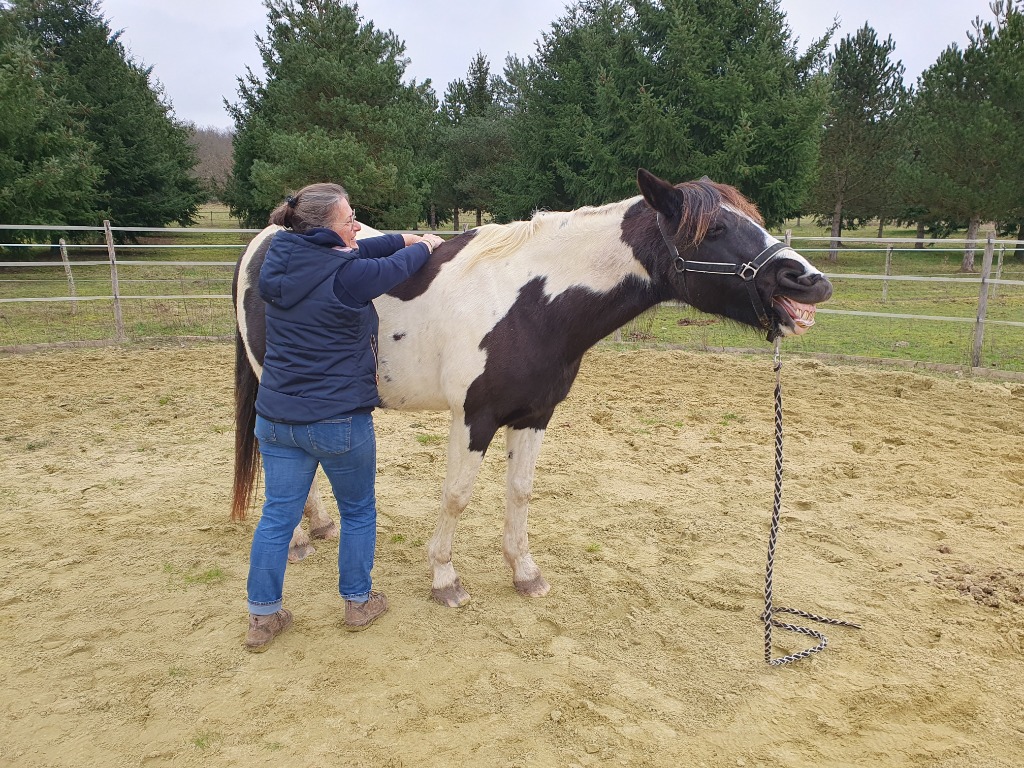 photo seance Shiatsu Equin Touraine