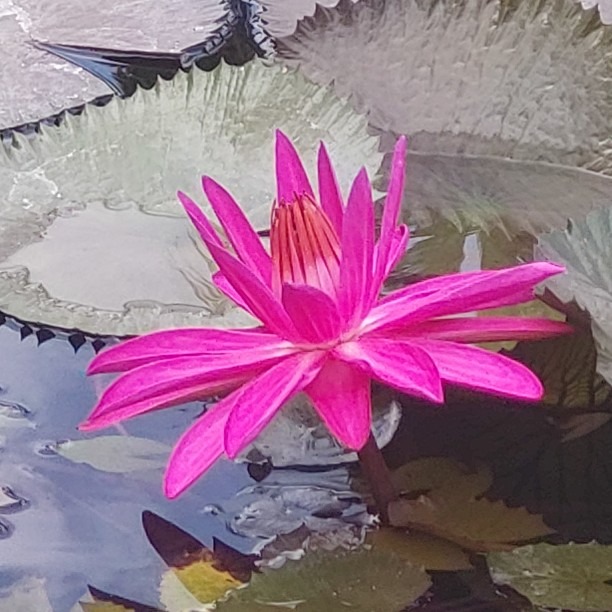 photo cabinet DENIS CLAIRE