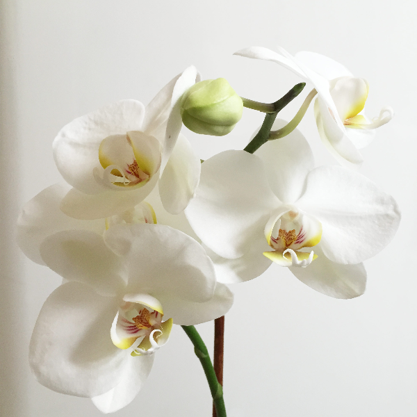 Laura Yae-Sun Foucault