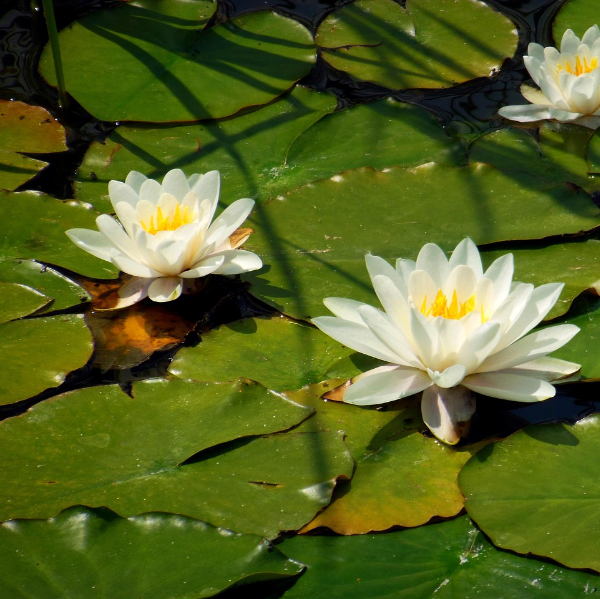 VANTAUX Marie-Noëlle