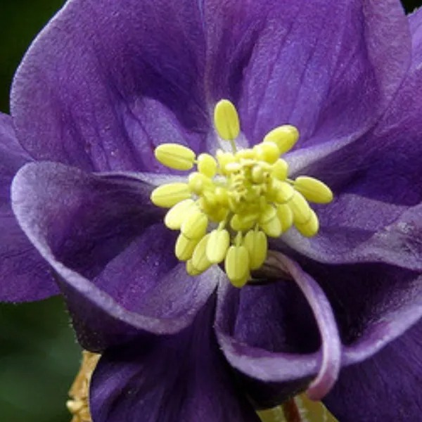 photo portrait Émile Sonia - sansagene