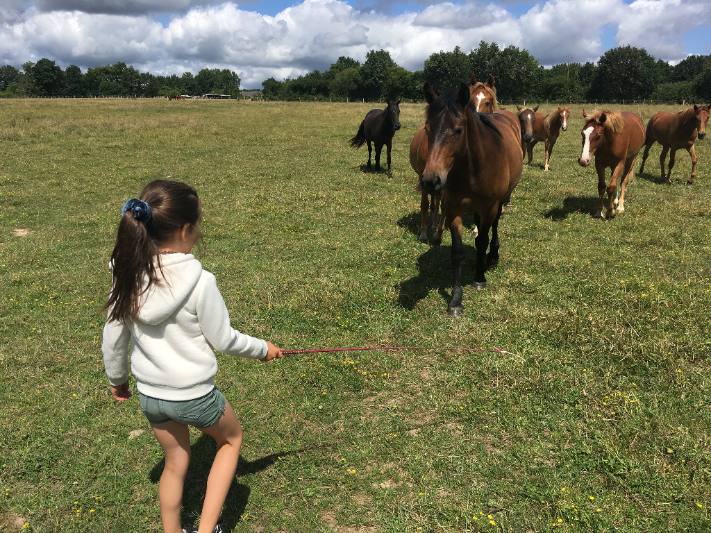 photo activite Stéphanie PRIME - Regards Pluriels Equicoaching