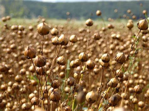 photo seance EMILIE GUILLET