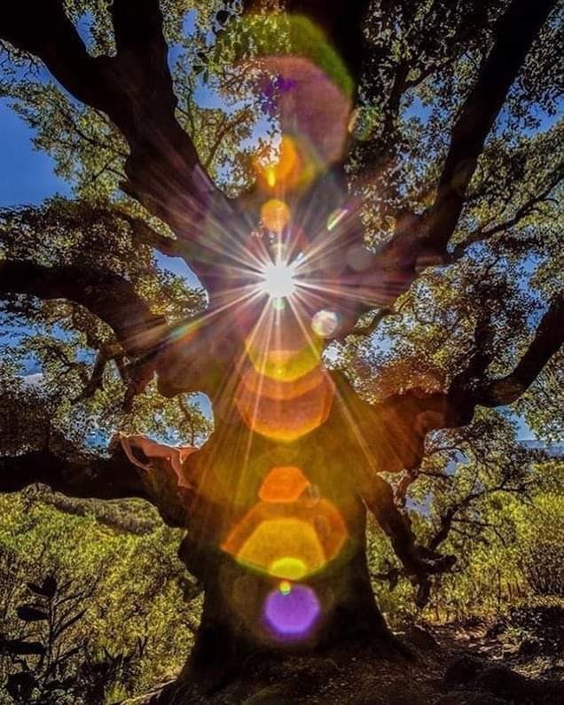 photo diplome Clairette Schneider