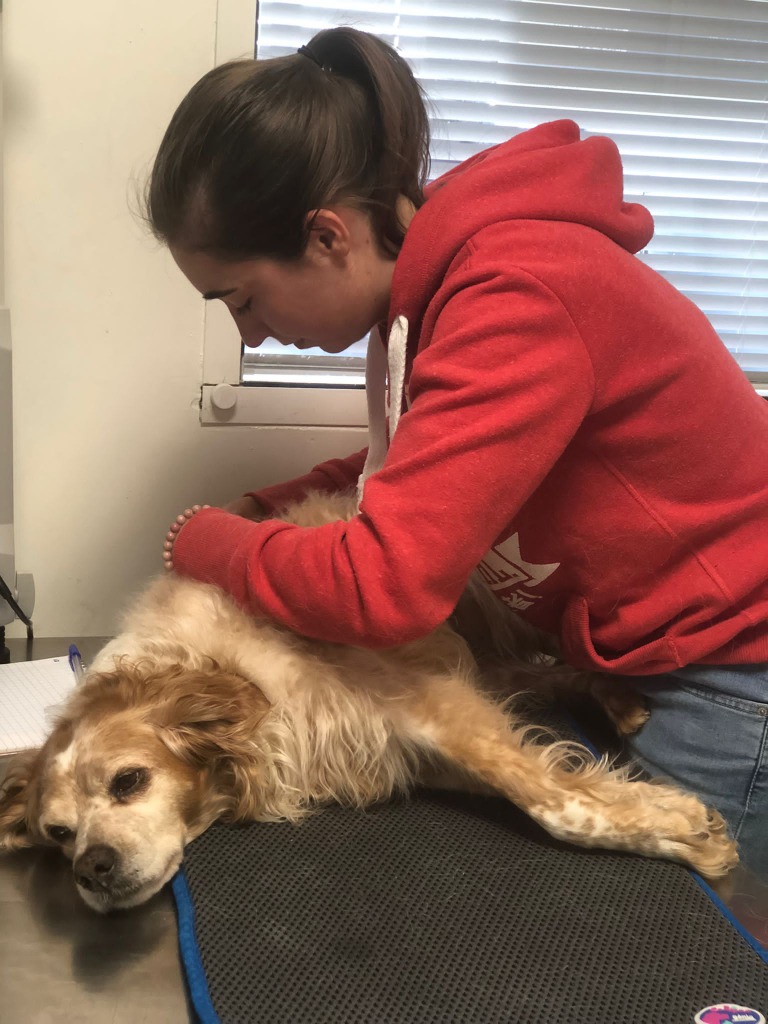 photo activite Sarah Rosse - Ostéopathe animalier 